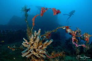 Molas wreck WW2 Japanese cargoship -39m, Manado, Sulawesi. by Filip Staes 